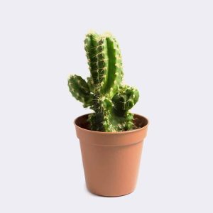 Tienda cactus1 free img