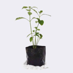 Tienda plant2 free img